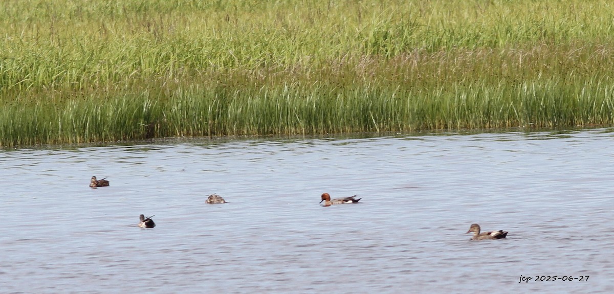 Eurasian Wigeon - ML638205023