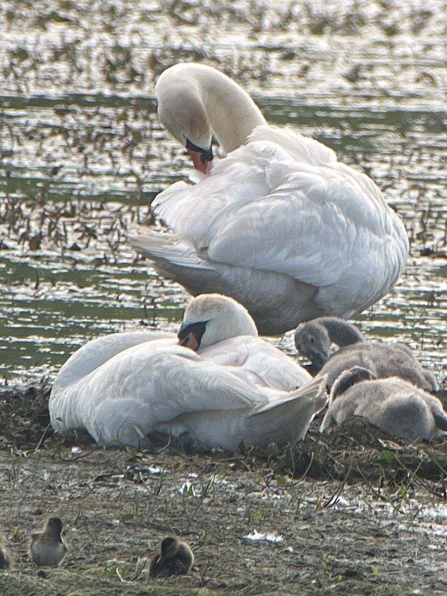 Mute Swan - ML638205030