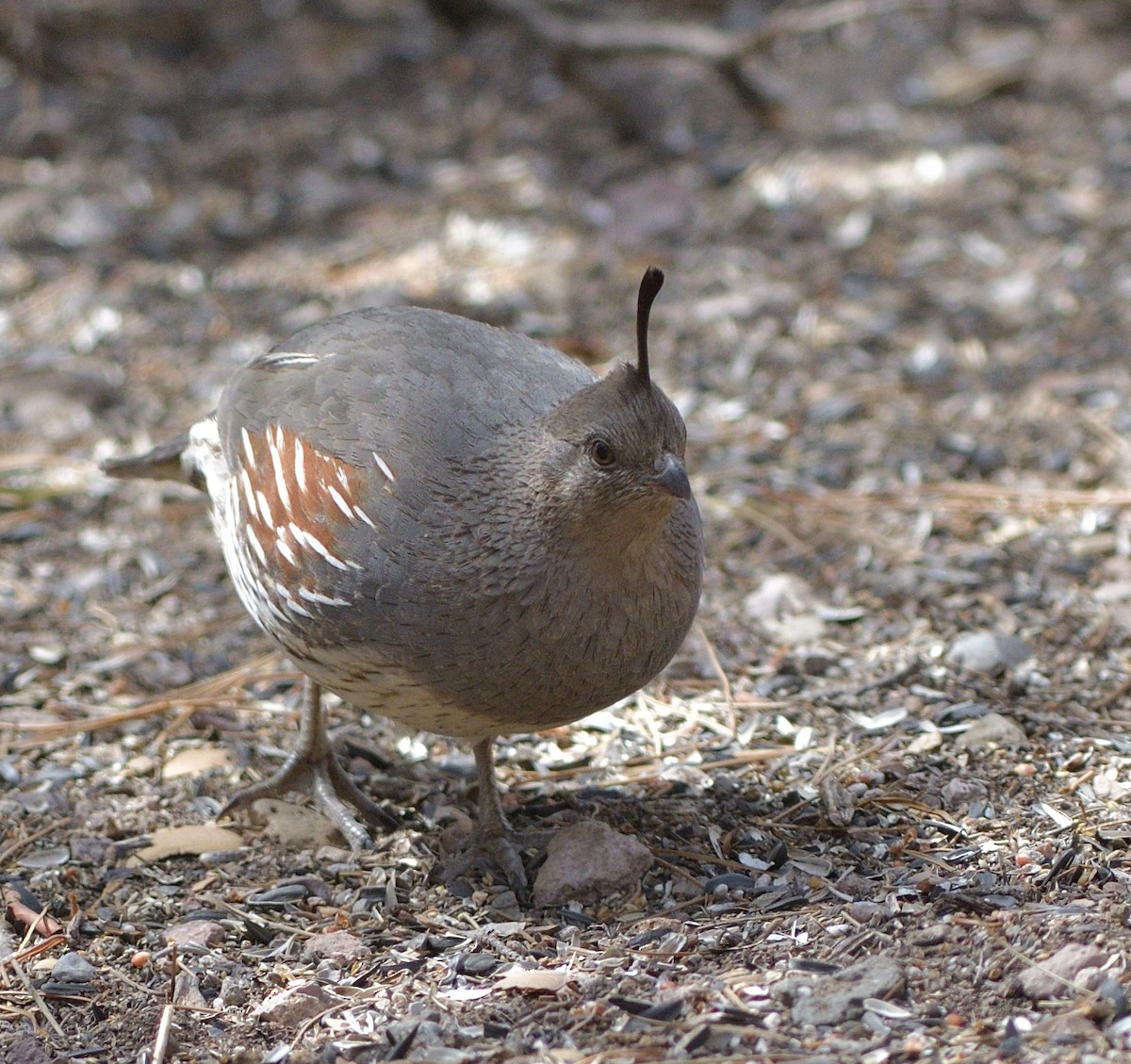 Gambel's Quail - ML638205038