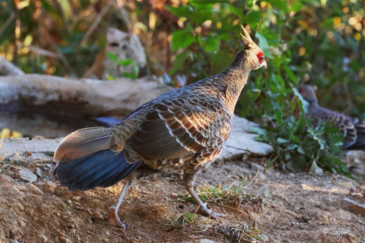 Kalij Pheasant - ML638205041