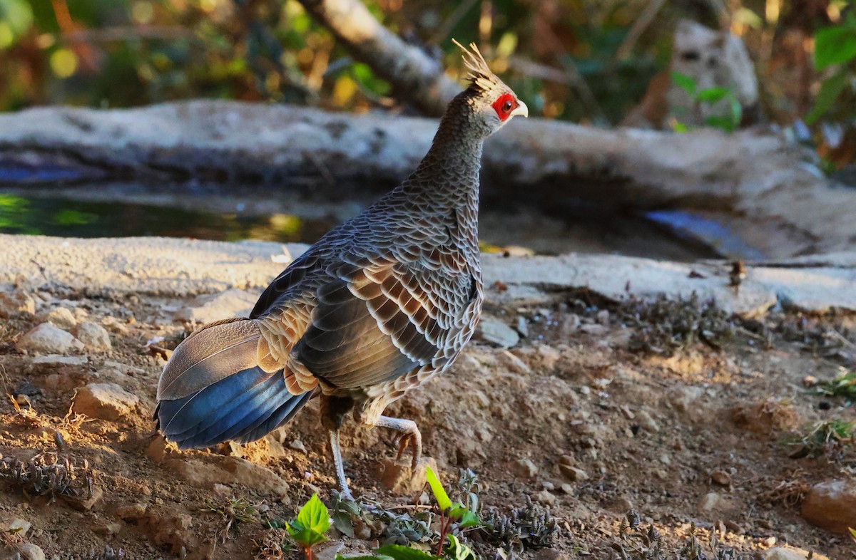 Kalij Pheasant - ML638205042