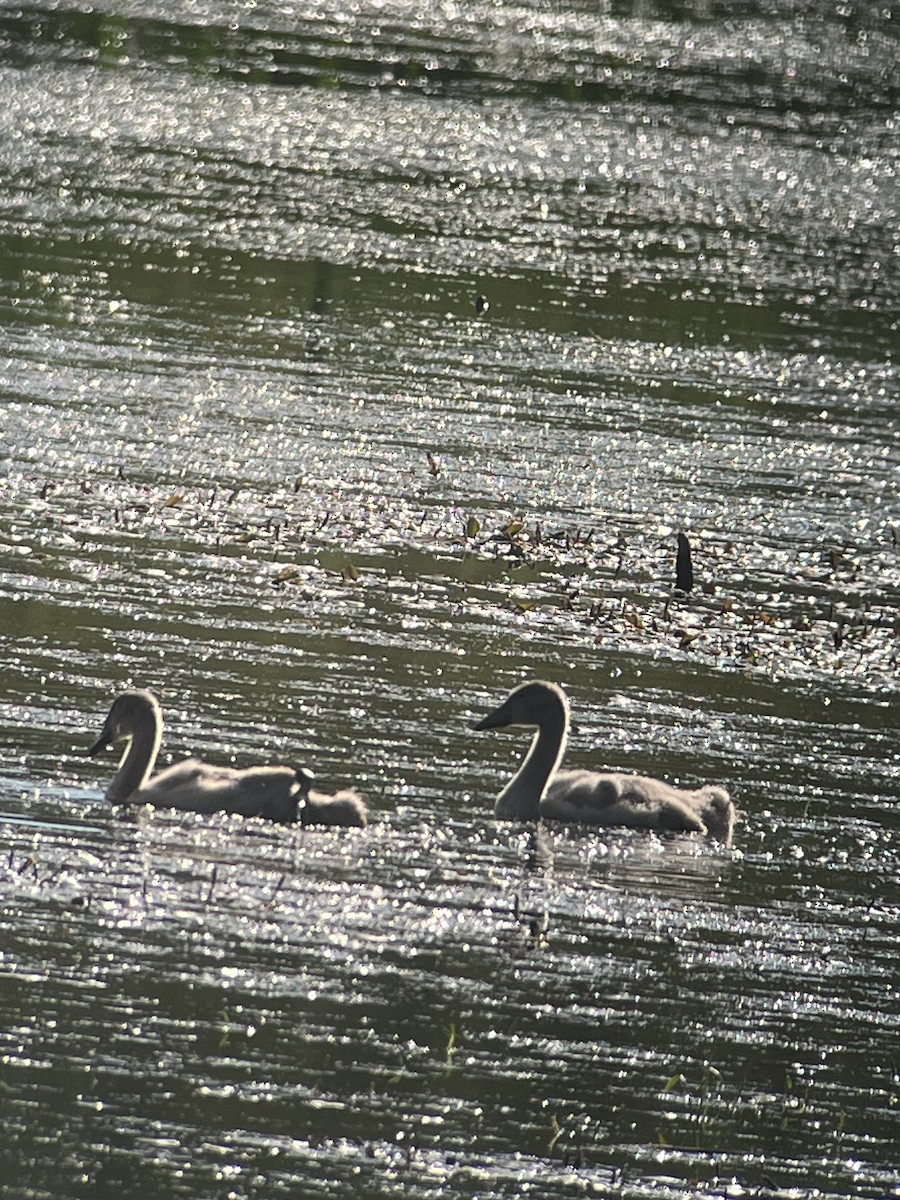 Mute Swan - ML638205044