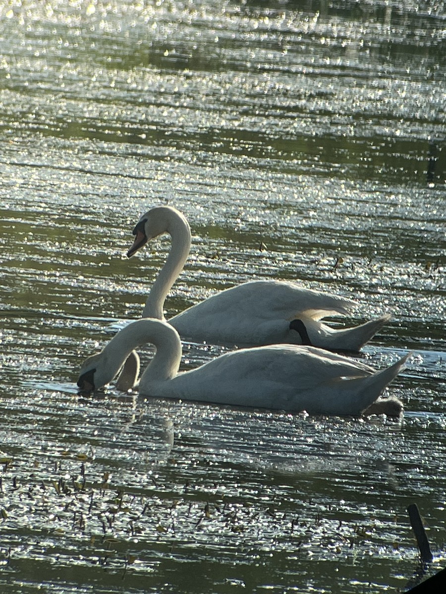 Mute Swan - ML638205053