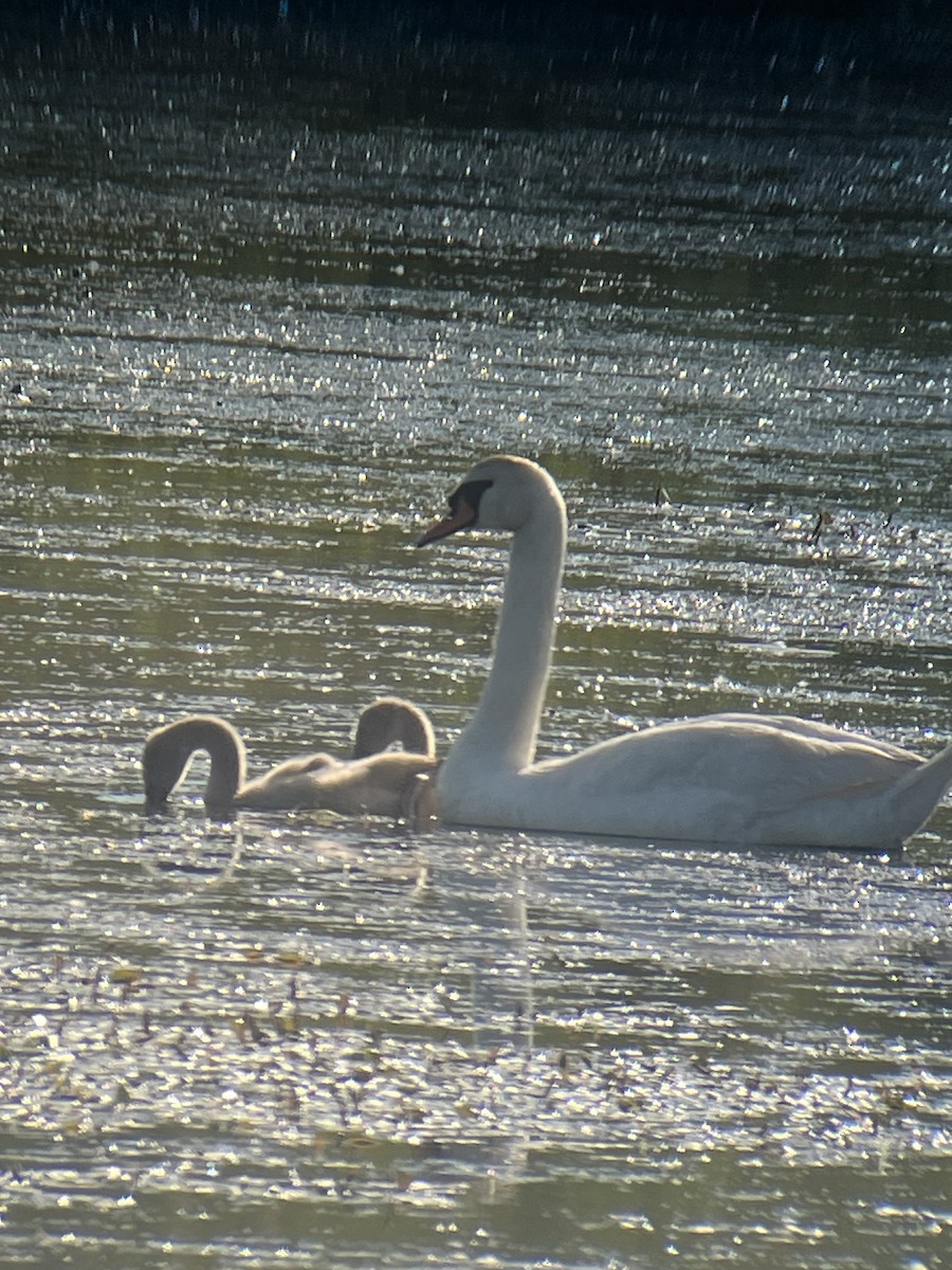 Mute Swan - ML638205058