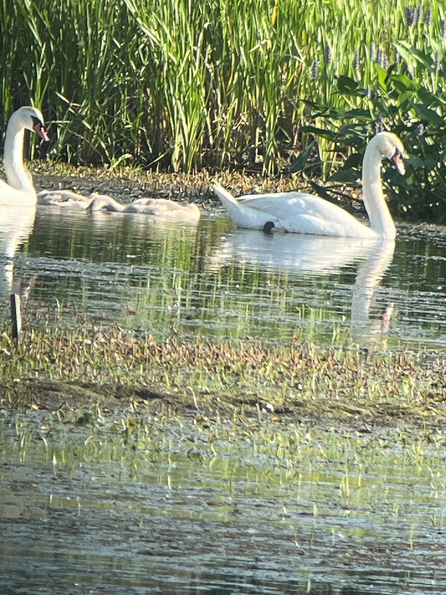 Mute Swan - ML638205062