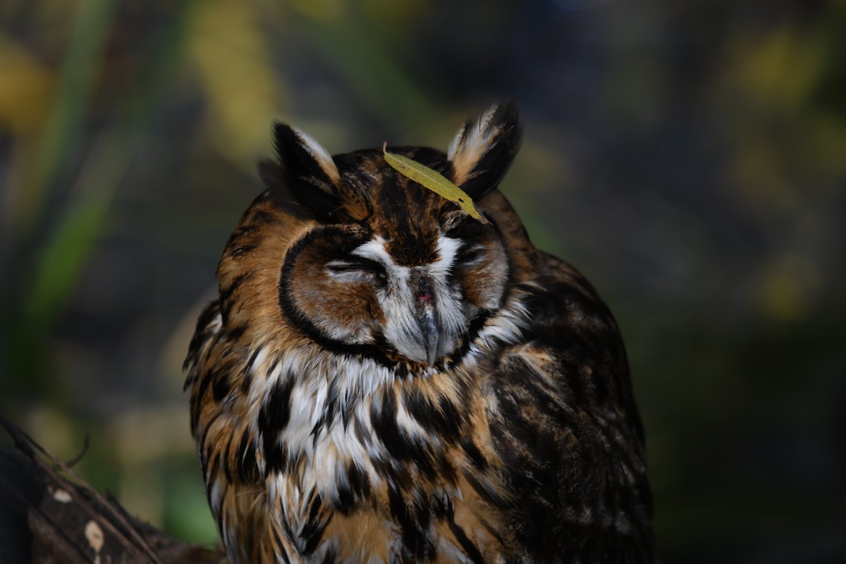 Striped Owl - ML638205073