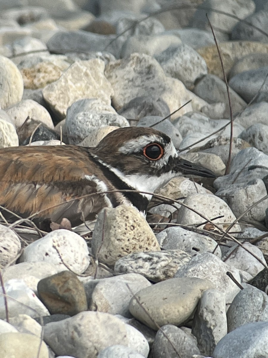 Killdeer - ML638205074