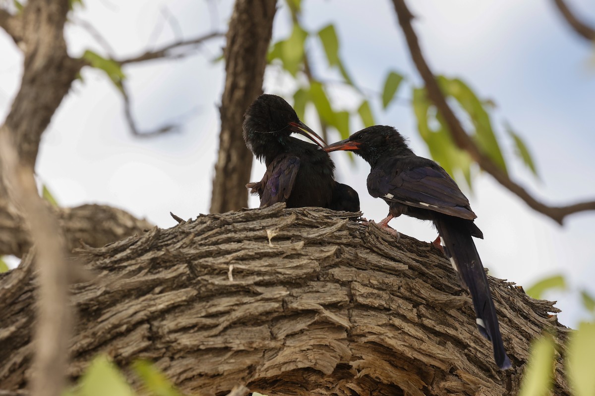 Green/Violet Woodhoopoe - ML638205080