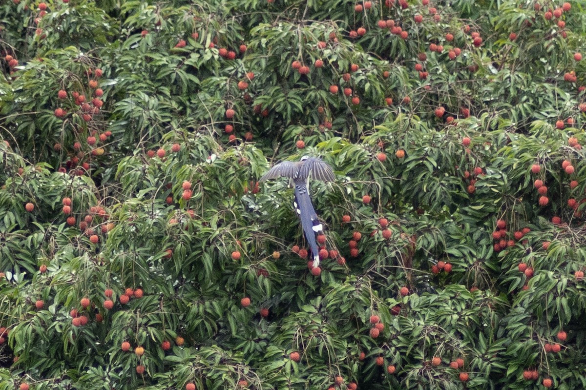 Red-billed Blue-Magpie - ML638205086