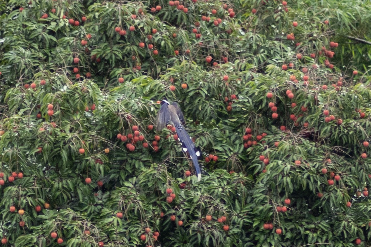 Red-billed Blue-Magpie - ML638205087