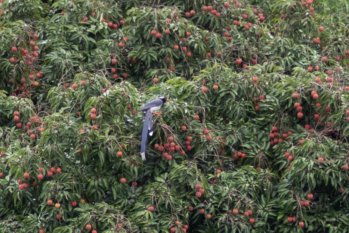 Red-billed Blue-Magpie - ML638205089