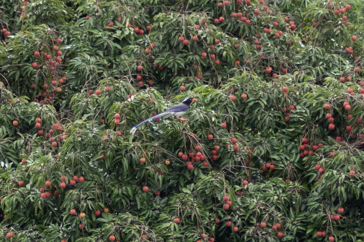 Red-billed Blue-Magpie - ML638205090