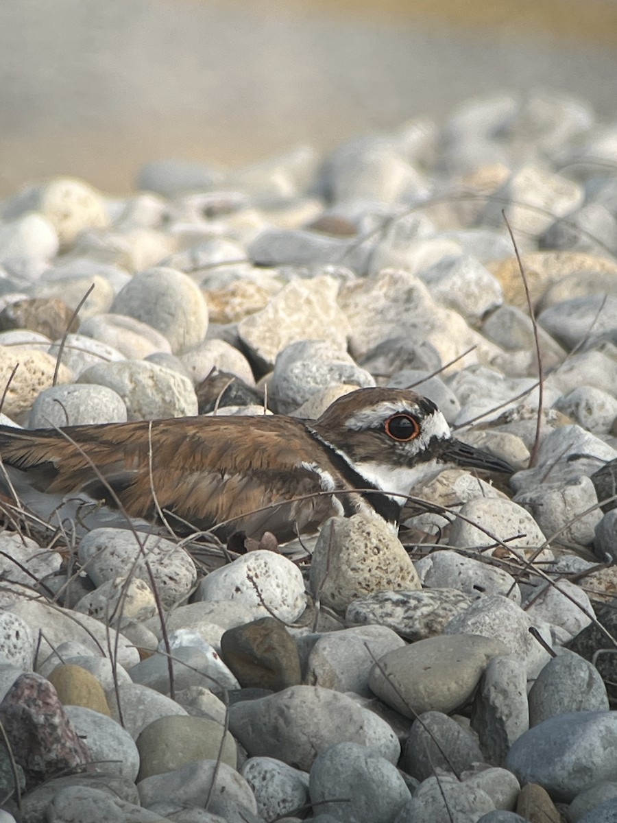 Killdeer - ML638205096