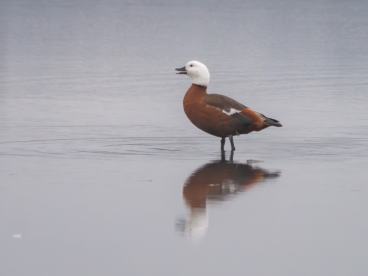 Paradise Shelduck - ML638205104