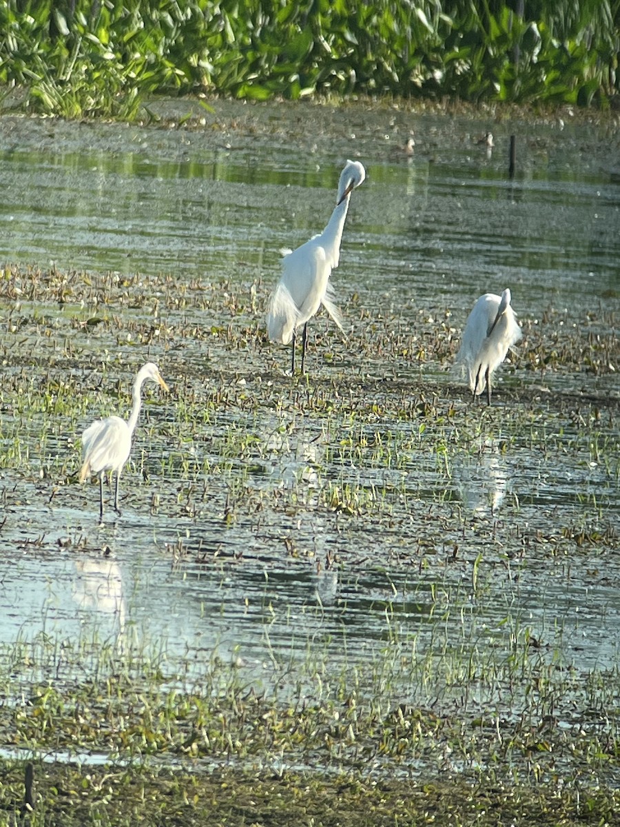 Great Egret - ML638205105