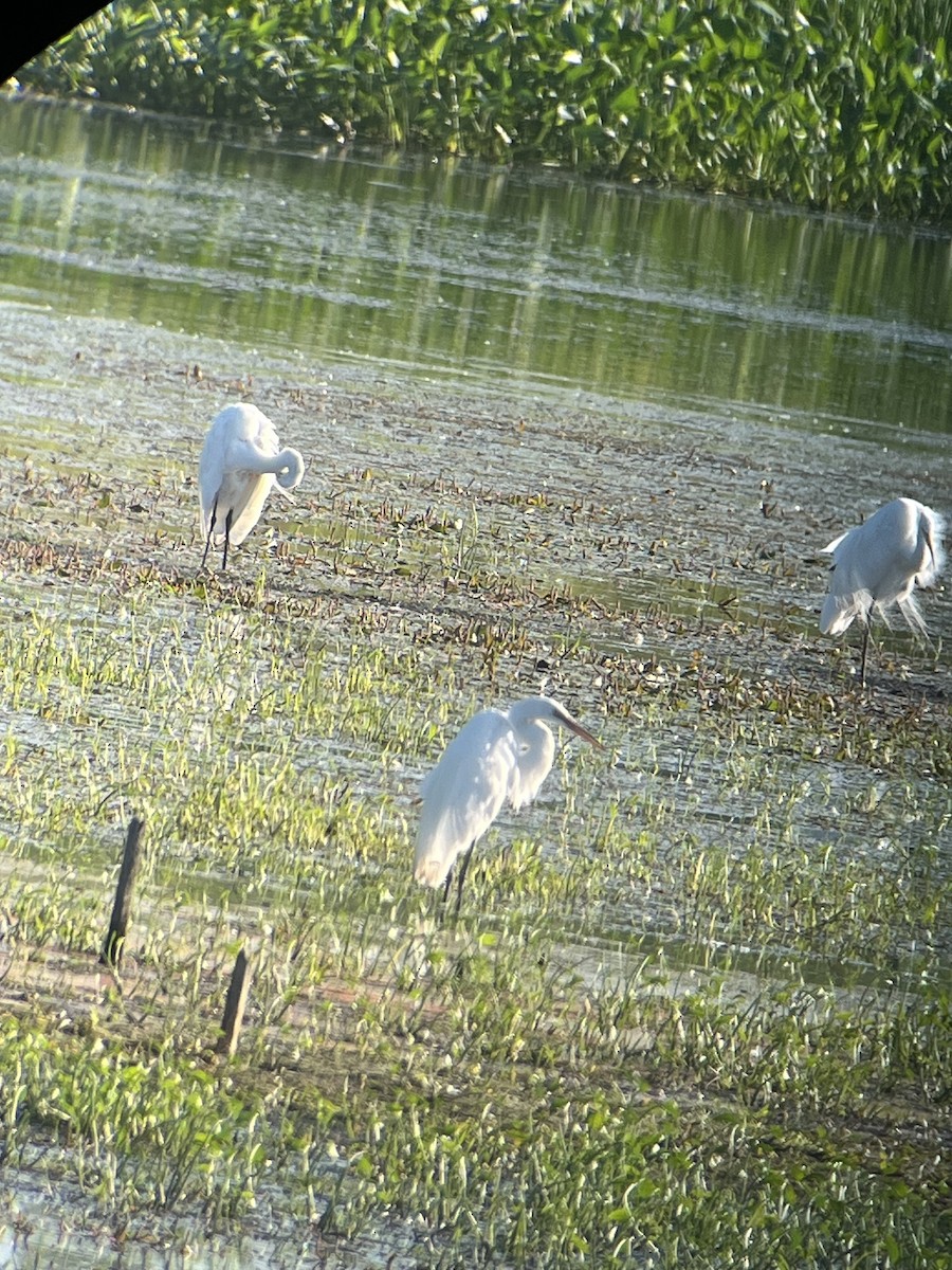 Great Egret - ML638205110