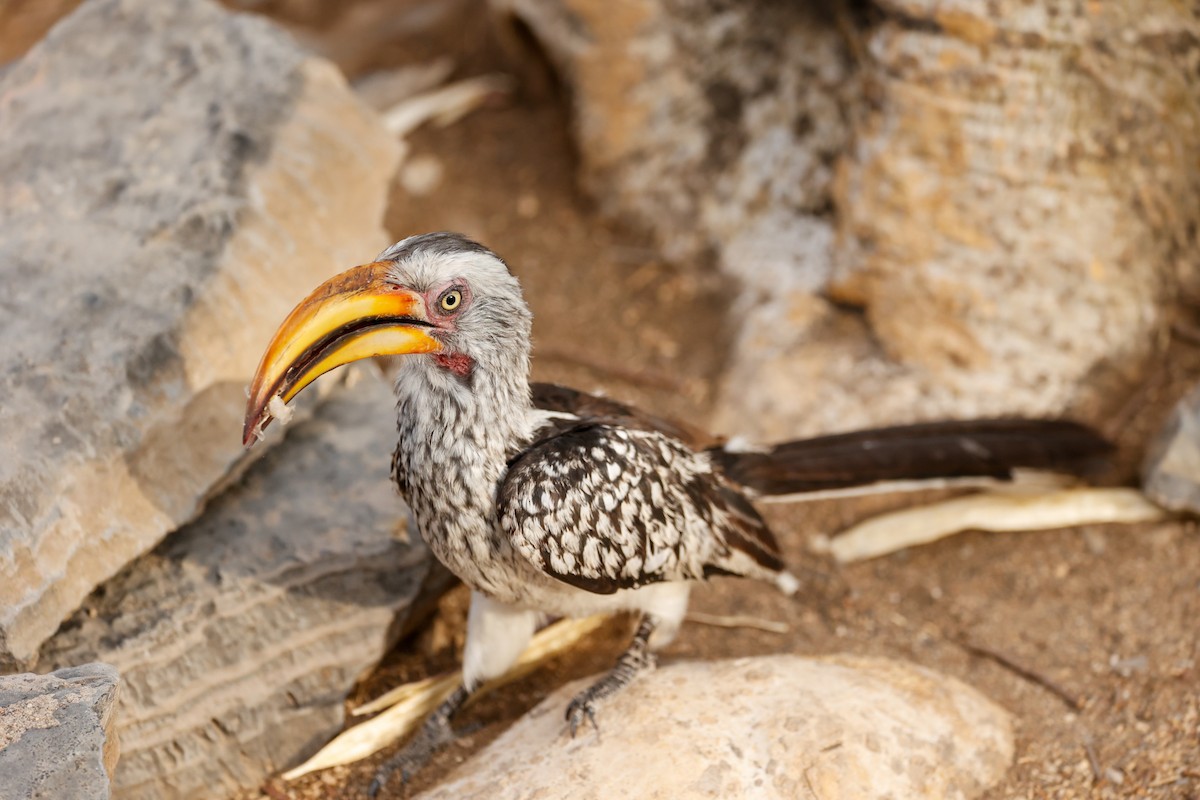 Southern Yellow-billed Hornbill - ML638205118