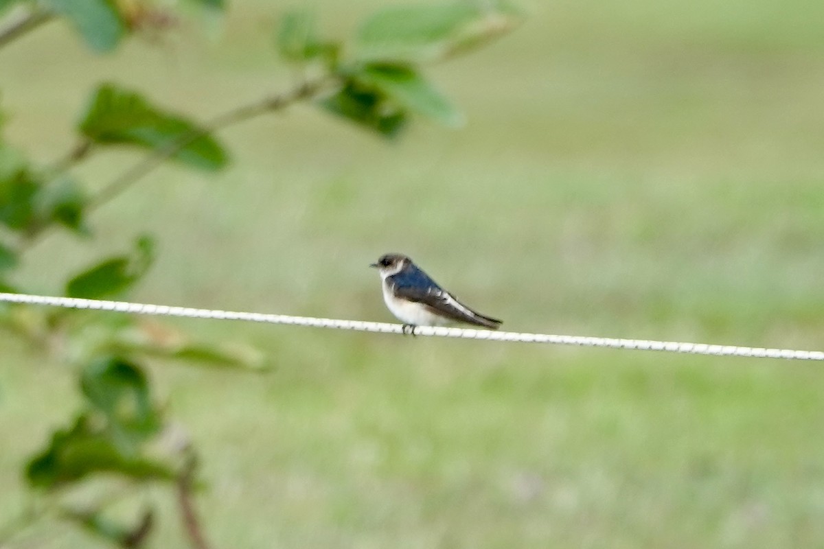 Tree Martin - ML638205161