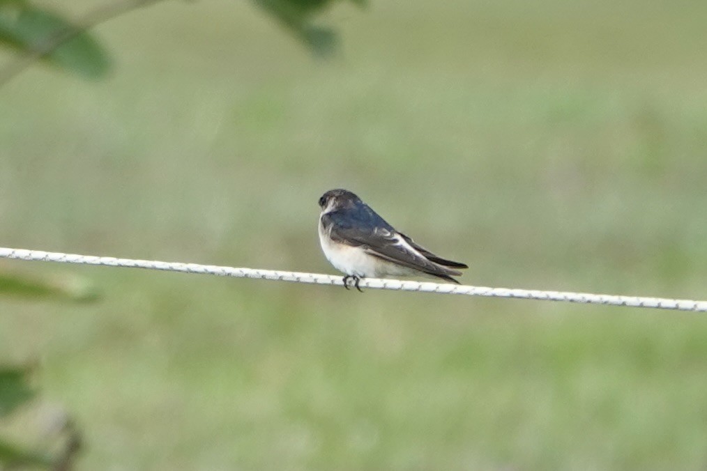 Tree Martin - ML638205162