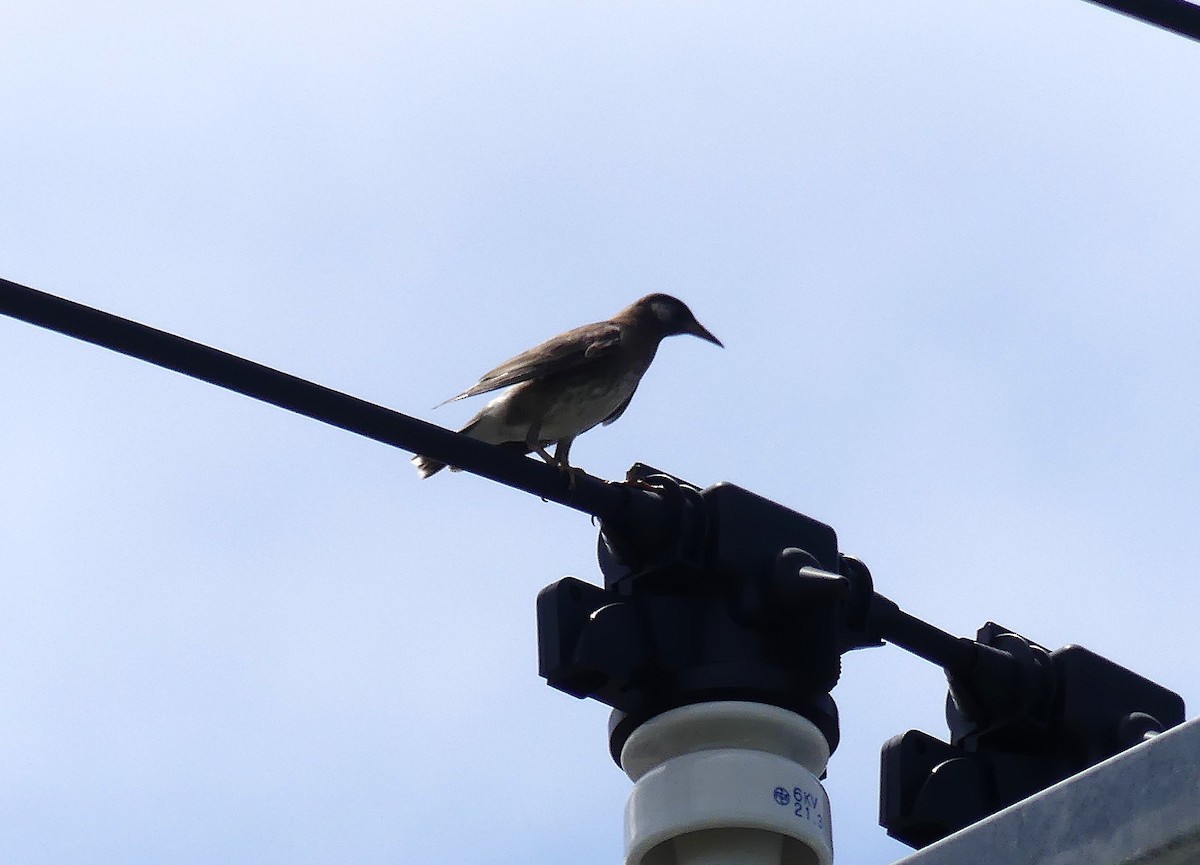 White-cheeked Starling - ML638205166