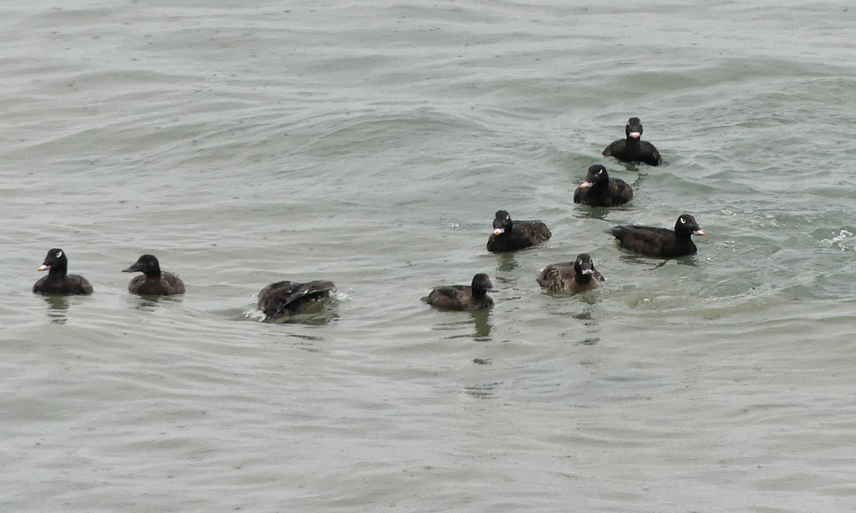 White-winged Scoter - ML638205169