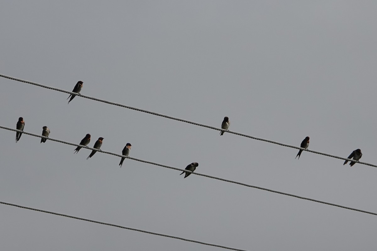 Welcome Swallow - ML638205176