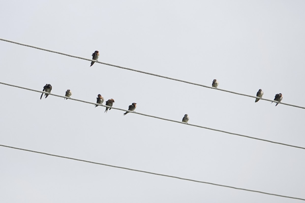 Welcome Swallow - ML638205177