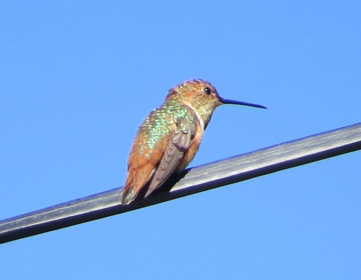 Allen's Hummingbird - ML638205180