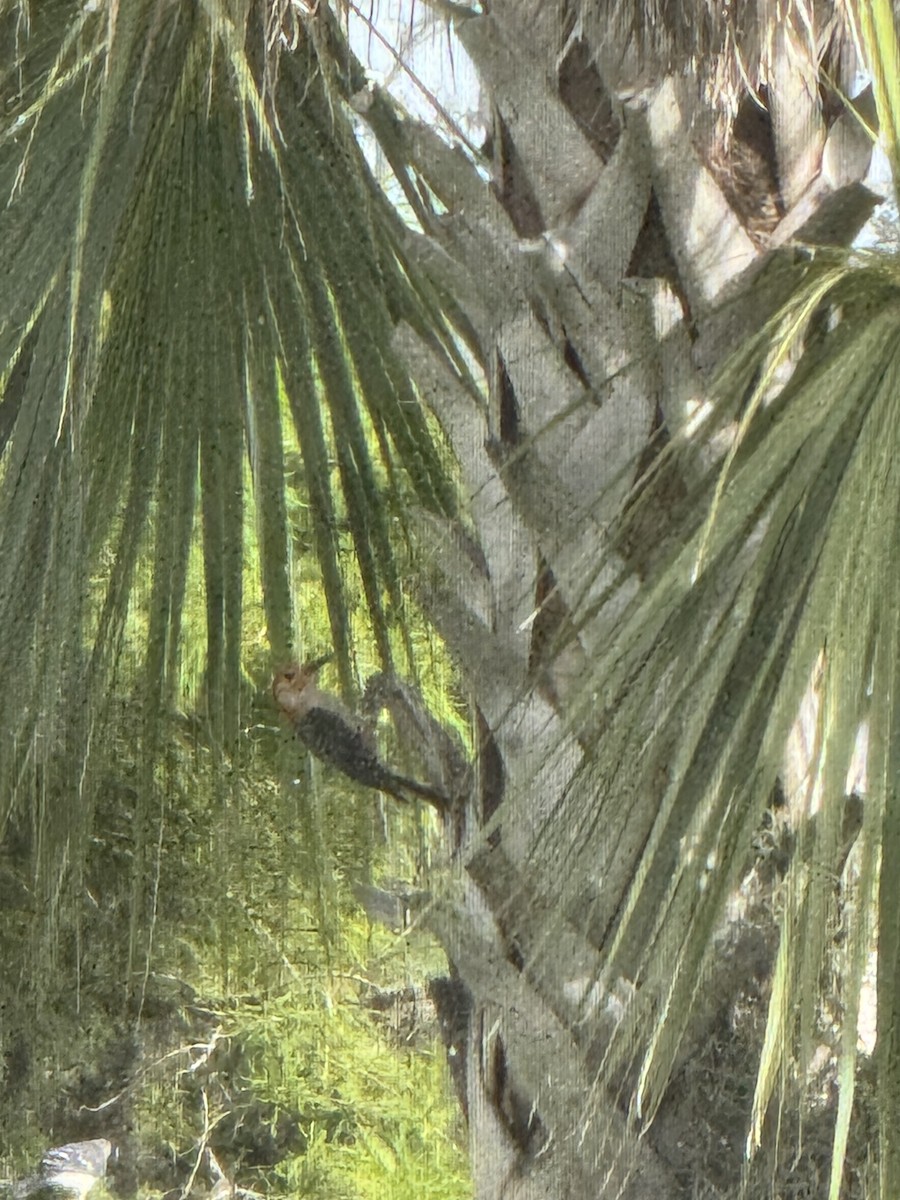 Red-bellied Woodpecker - ML638205181