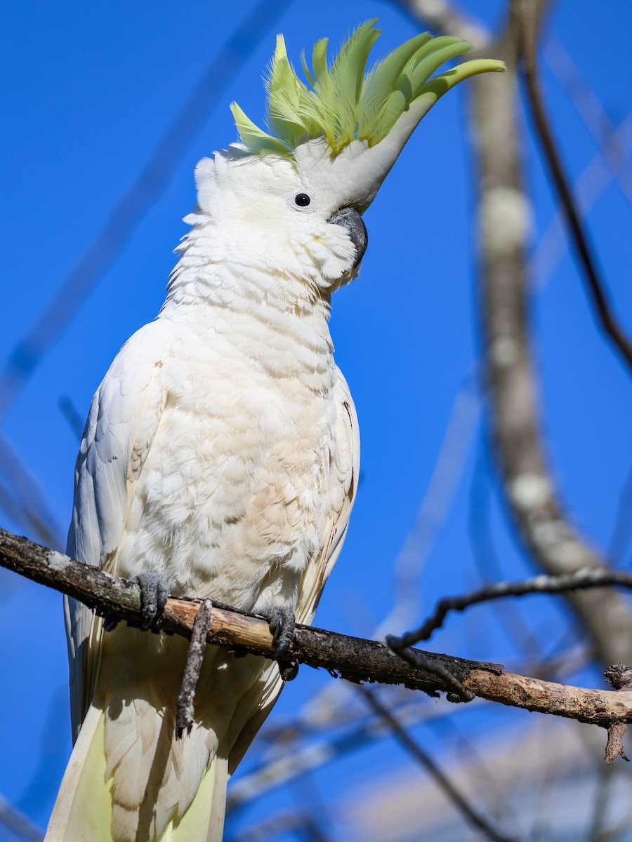 Sulphur-crested Cockatoo - ML638205184