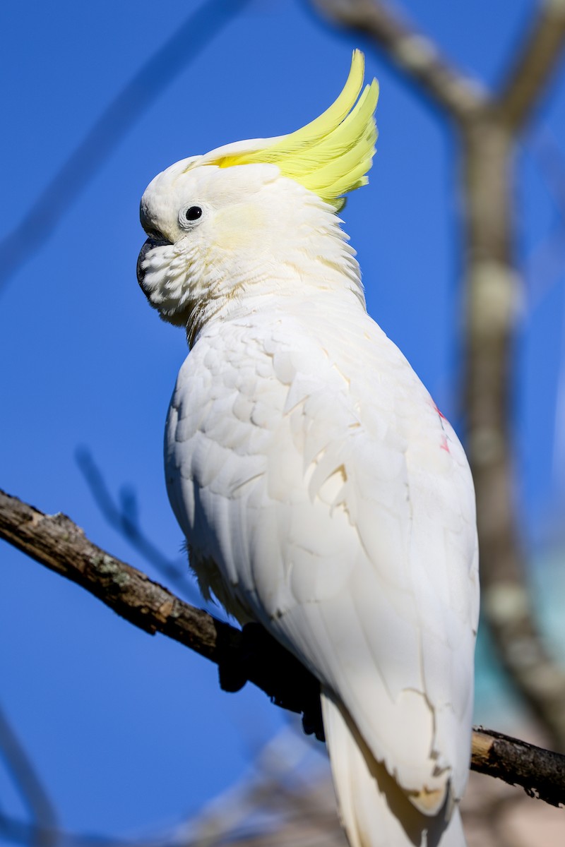 Sulphur-crested Cockatoo - ML638205185