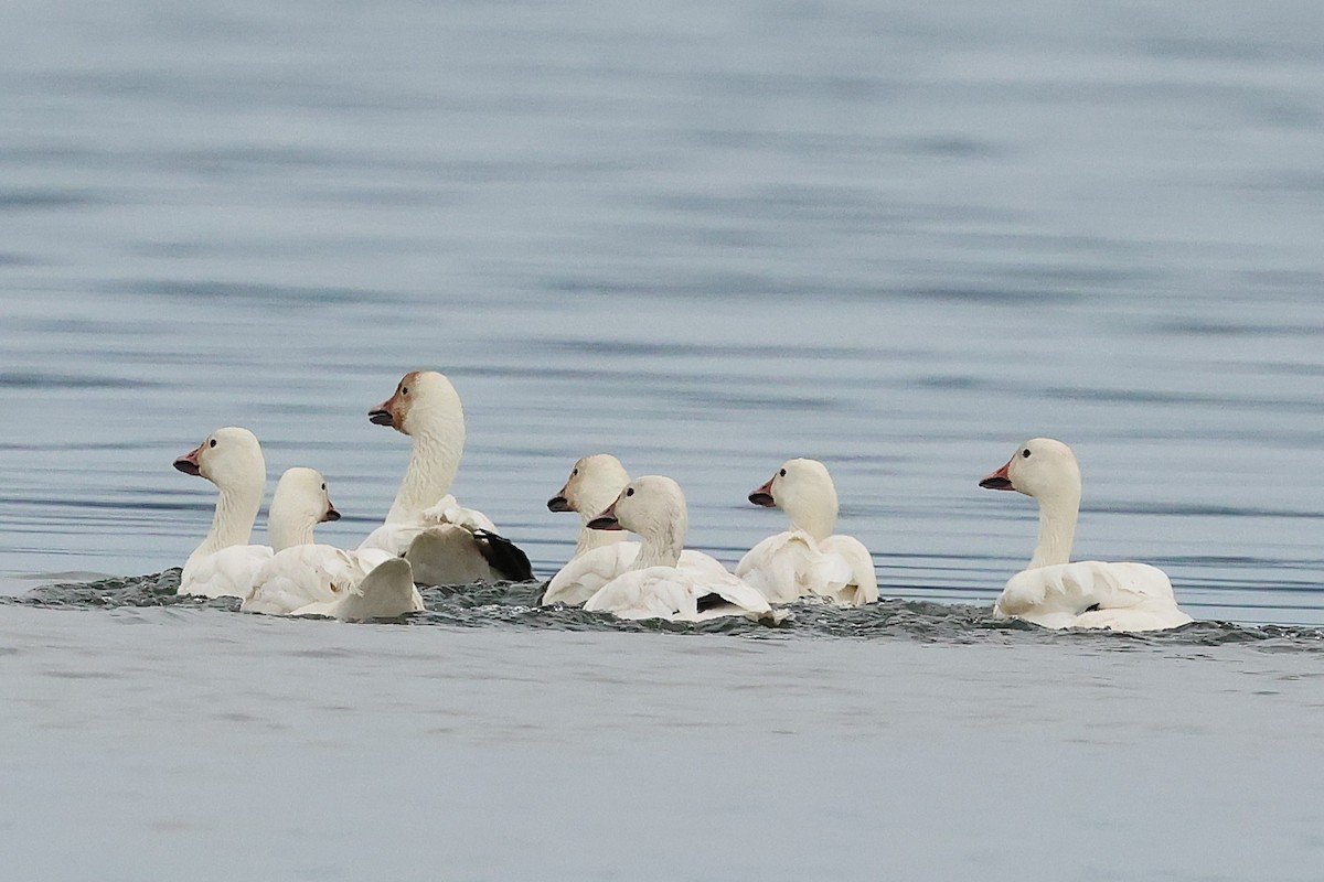 Snow Goose - ML638205188