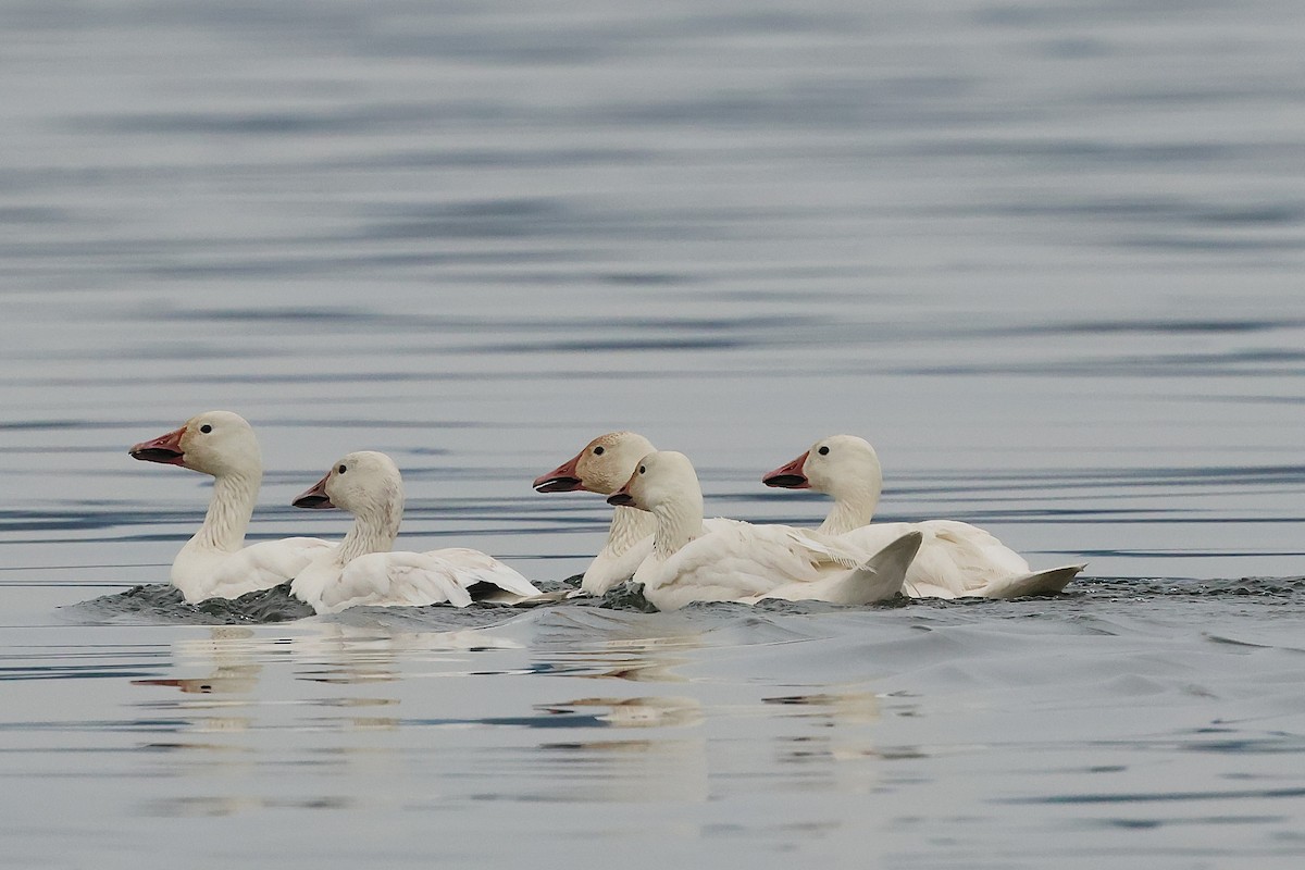 Snow Goose - ML638205190