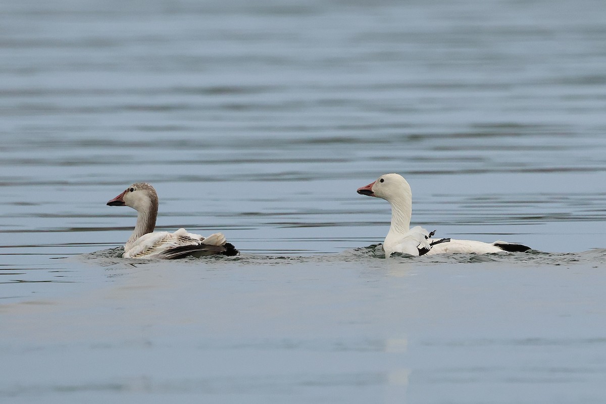 Snow Goose - ML638205191