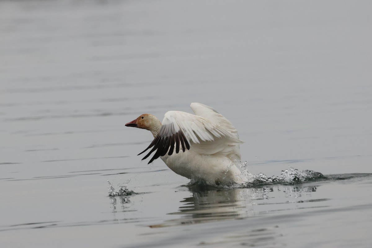 Snow Goose - ML638205192