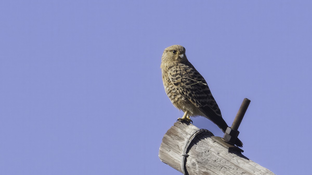 Greater Kestrel - ML638205206