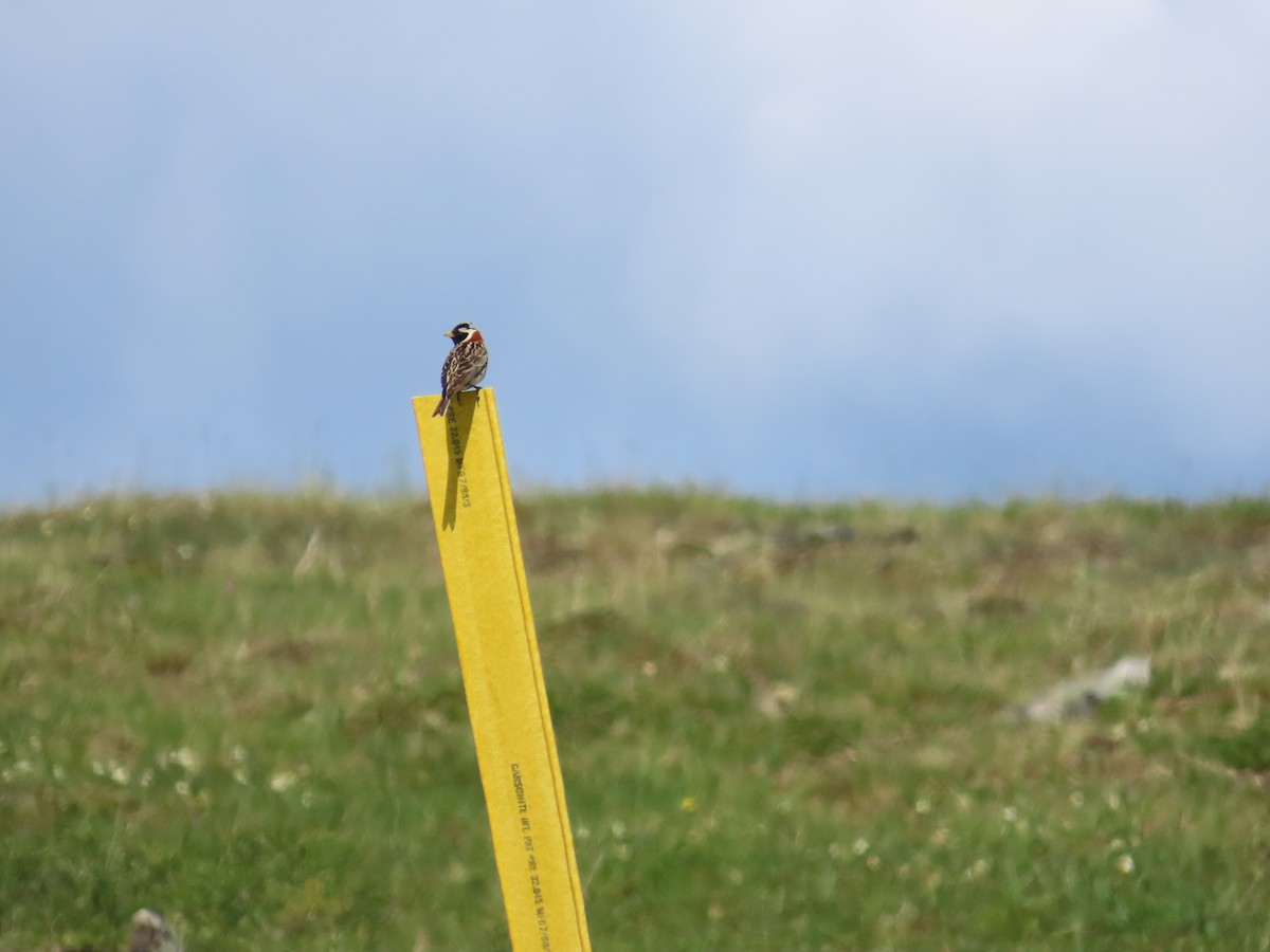 Lapland Longspur - ML638205207