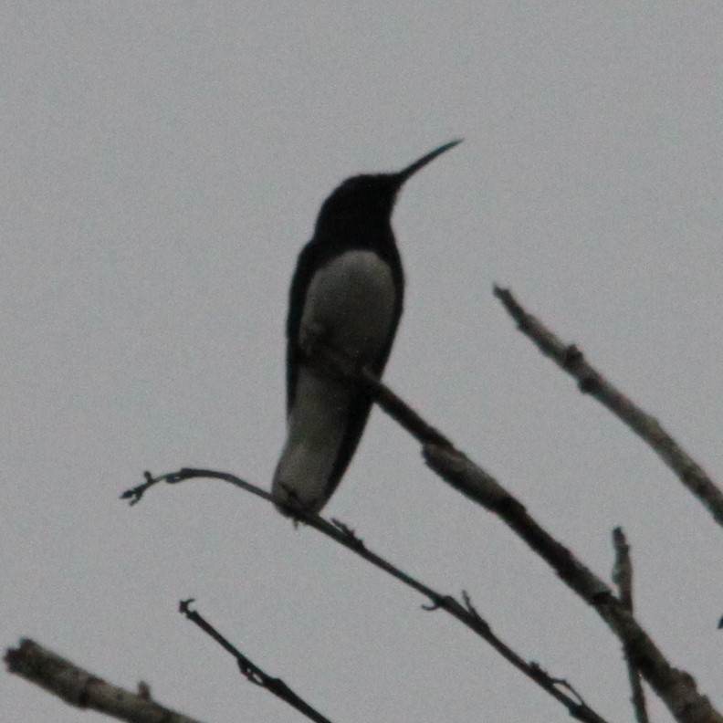 White-necked Jacobin - ML638205209