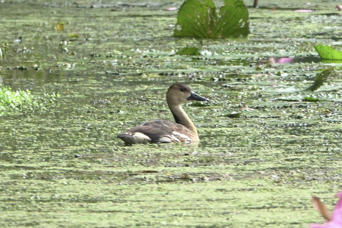 Wandering Whistling-Duck - ML638205210