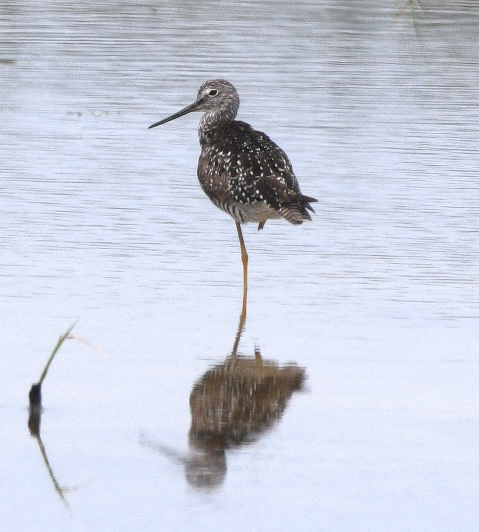 Greater Yellowlegs - ML638205215