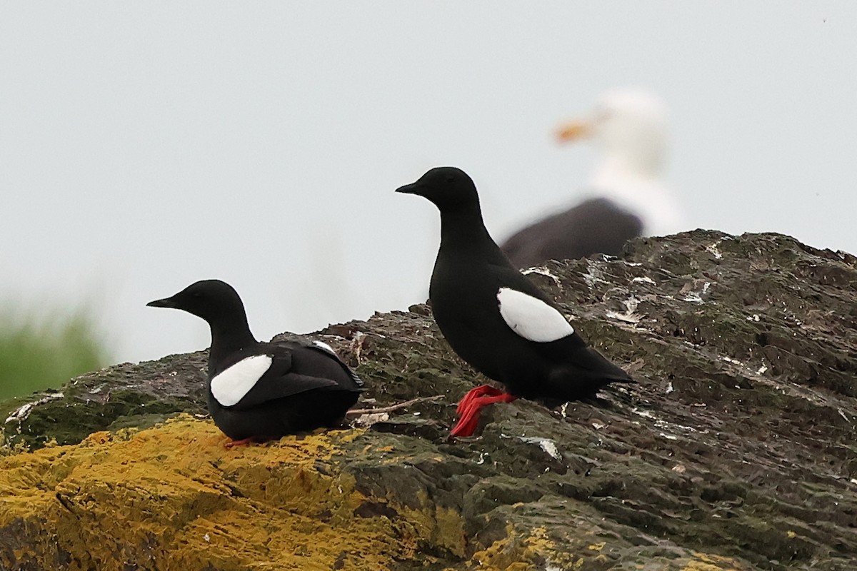 Black Guillemot - ML638205216