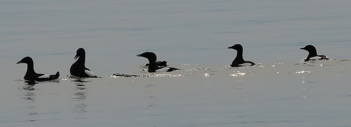 Black Guillemot - ML638205218