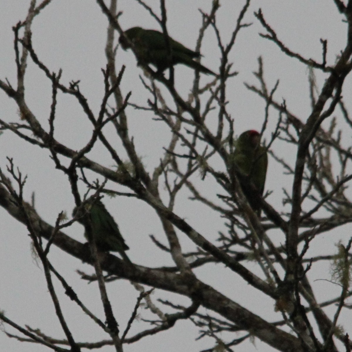 Crimson-fronted Parakeet - ML638205231
