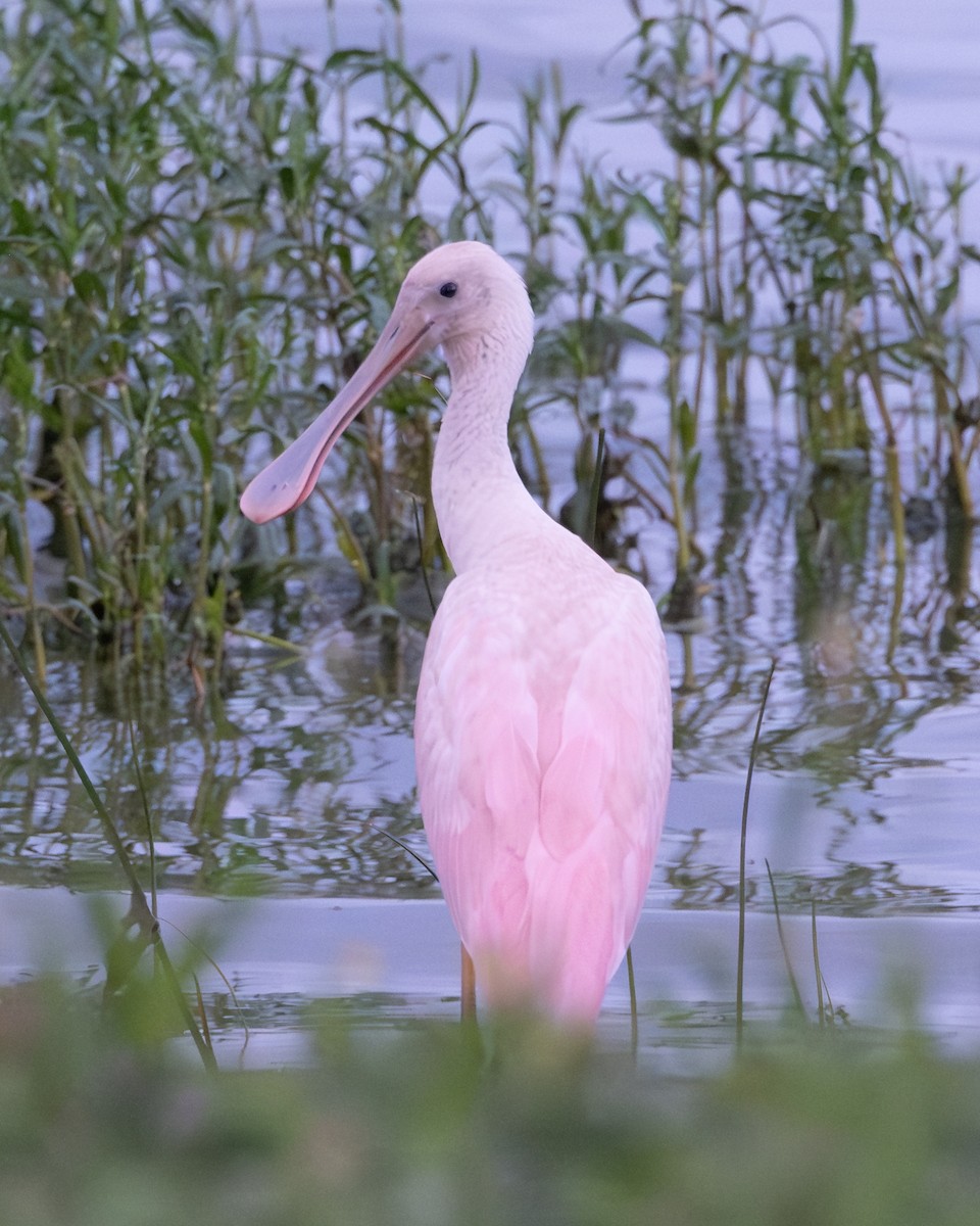Roseate Spoonbill - ML638205237