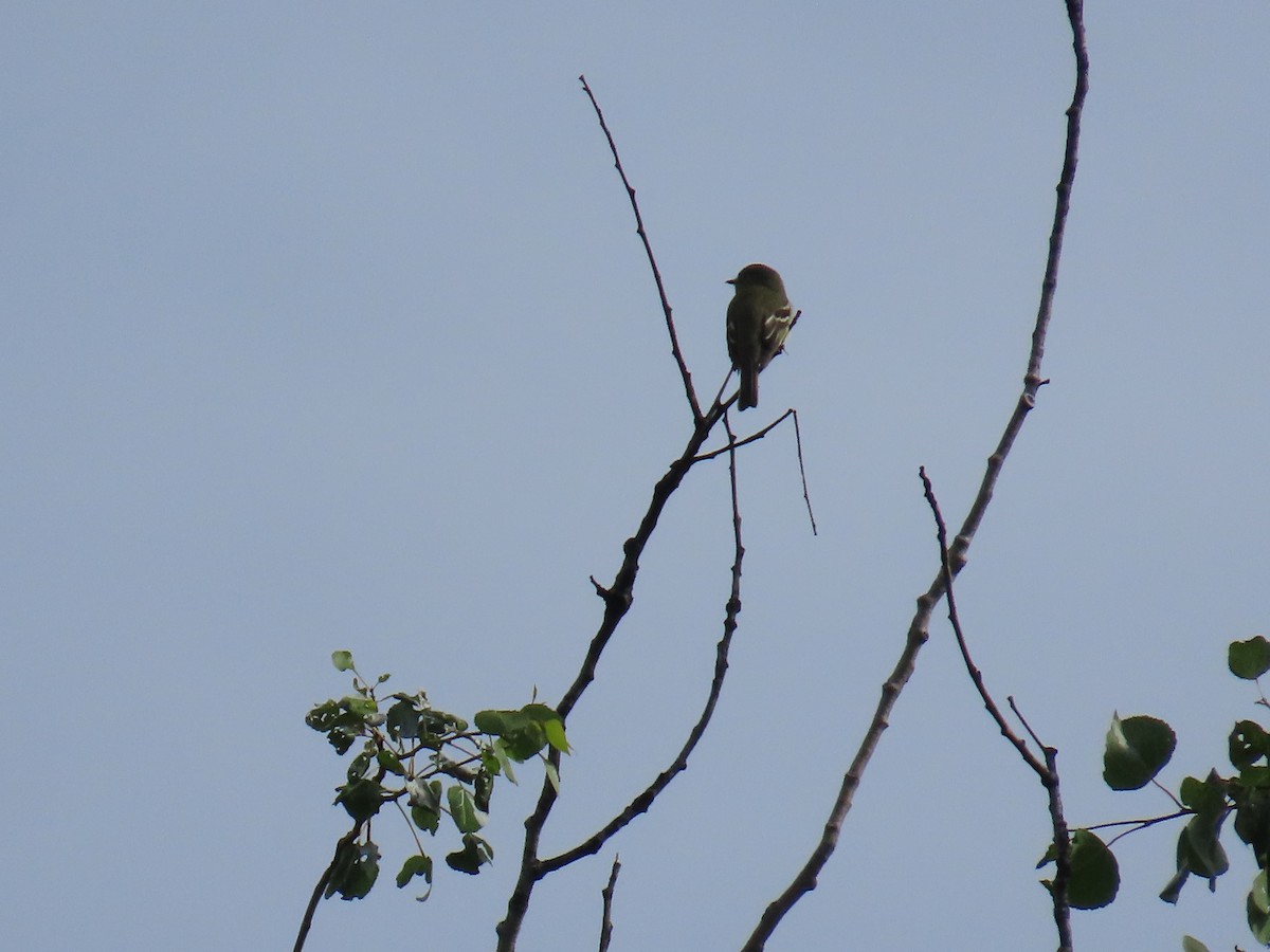 Yellow-bellied Flycatcher - ML638205241