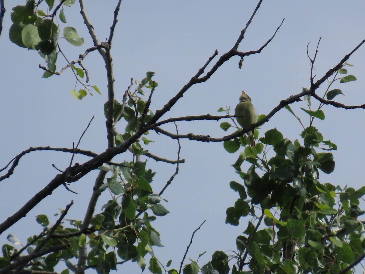 Yellow-bellied Flycatcher - ML638205242