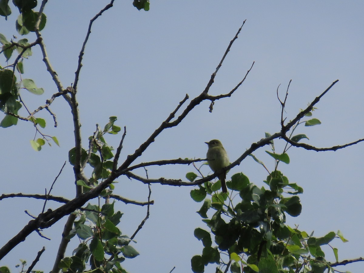 Yellow-bellied Flycatcher - ML638205243