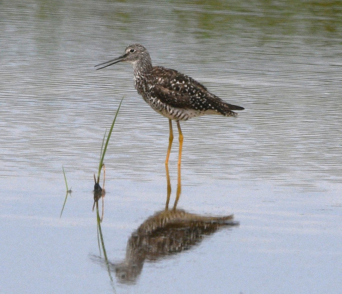 Greater Yellowlegs - ML638205250