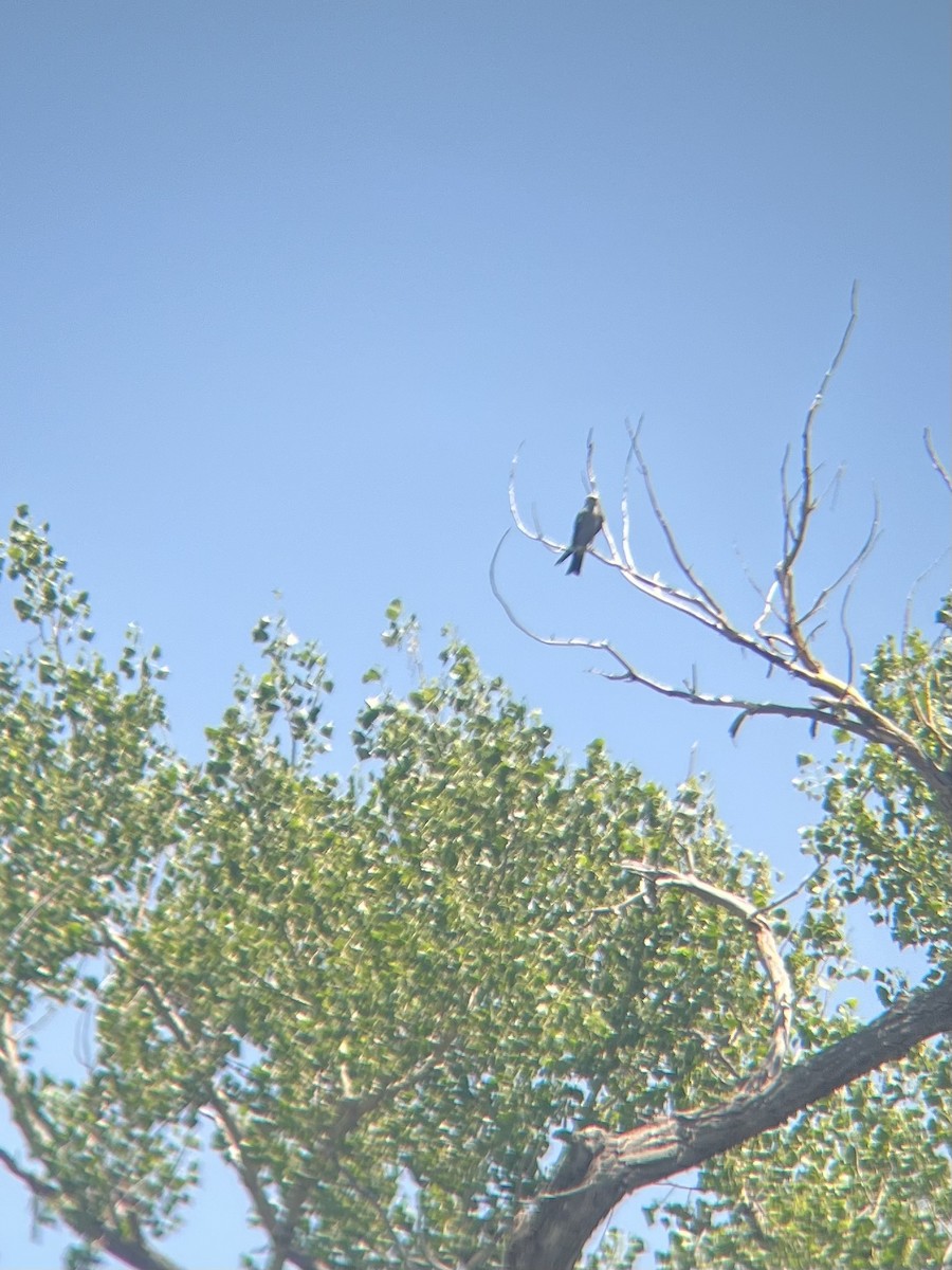 Mississippi Kite - ML638205251