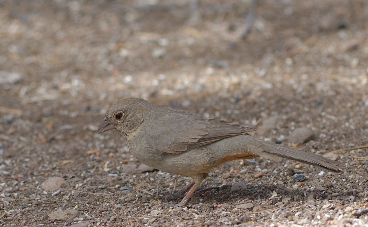 Canyon Towhee - ML638205258